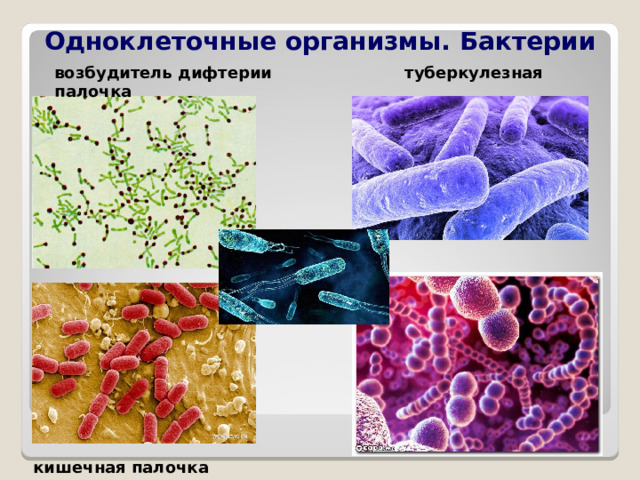  Одноклеточные организмы. Бактерии возбудитель дифтерии туберкулезная палочка кишечная палочка 