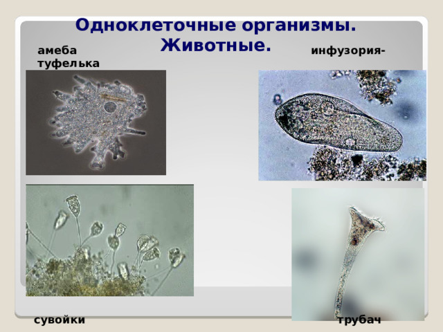  Одноклеточные организмы. Животные. амеба инфузория-туфелька сувойки  трубач 