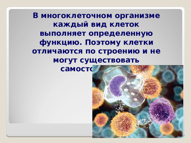  В многоклеточном организме каждый вид клеток выполняет определенную функцию. Поэтому клетки отличаются по строению и не могут существовать самостоятельно. 