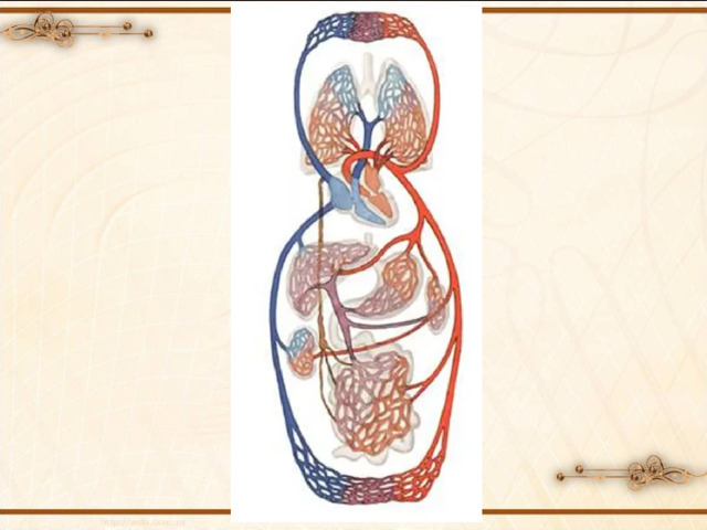 Движение крови по сосудам 8 класс презентация