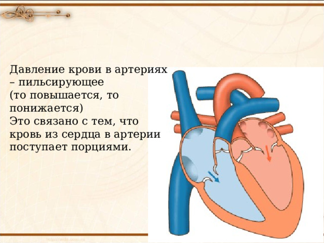 Давление крови в артериях – пильсирующее (то повышается, то понижается) Это связано с тем, что кровь из сердца в артерии поступает порциями. 