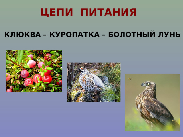 Цепь питания луга 5 класс. Цепь питания на лугу. Цепь питания Луга. Цепи питания в Луговом сообществе. Цепь питания Луга 4.