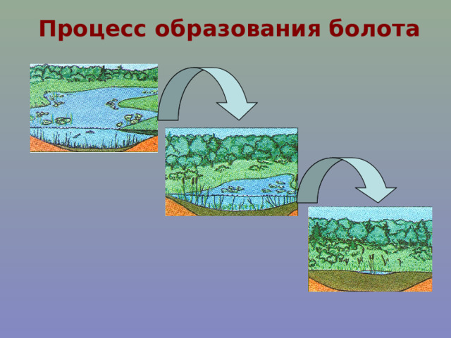 Как образуется болото. Процесс образования болота. Образование болота ЕГЭ. Болото и его обитатели 3 класс ПНШ презентация.