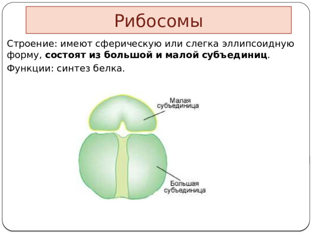 Рибосомы Строение: имеют сферическую или слегка эллипсоидную форму,  состоят   из   большой   и   малой   субъединиц .  Функции: синтез белка.  