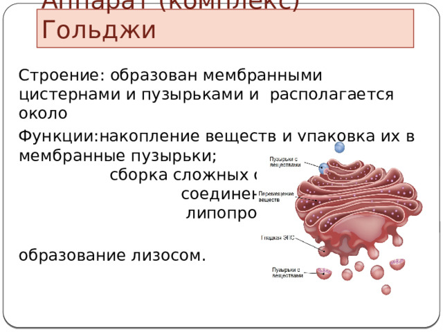 Аппарат (комплекс) Гольджи Строение: образован мембранными цистернами и пузырьками и  располагается около Функции:накопление веществ и упаковка их в мембранные пузырьки; сборка сложных органических соединений (гликолипидов, липопротеинов и т. д.);  образование лизосом. 