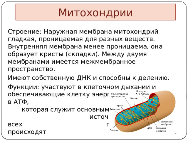 Митохондрии Строение: Наружная мембрана митохондрий гладкая, проницаемая для разных веществ. Внутренняя мембрана менее проницаема, она образует кристы (складки). Между двумя мембранами имеется межмембранное пространство. Имеют собственную ДНК и способны к делению. Функции: участвуют в клеточном дыхании и обеспечивающие клетку энергией, запасённой в АТФ, которая служит основным  источником энергии для всех процессов, которые происходят в клетке. 