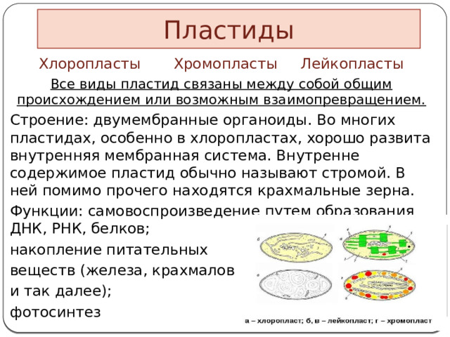 Пластиды Хлоропласты Хромопласты Лейкопласты Все виды пластид связаны между собой общим происхождением или возможным взаимопревращением. Строение: двумембранные органоиды. Во многих пластидах, особенно в хлоропластах, хорошо развита внутренняя мембранная система. Внутренне содержимое пластид обычно называют стромой. В ней помимо прочего находятся крахмальные зерна. Функции: самовоспроизведение путем образования ДНК, РНК, белков; накопление питательных веществ (железа, крахмалов и так далее); фотосинтез 