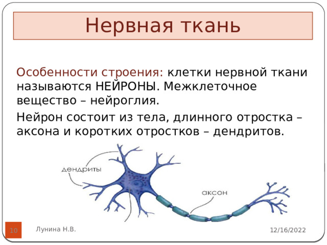Нервная ткань Особенности строения: клетки нервной ткани называются НЕЙРОНЫ. Межклеточное вещество – нейроглия. Нейрон состоит из тела, длинного отростка – аксона и коротких отростков – дендритов.   Лунина Н.В. 12/16/2022  