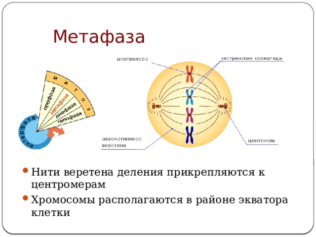 Метафаза  Нити веретена деления прикрепляются к центромерам Хромосомы располагаются в районе экватора клетки 