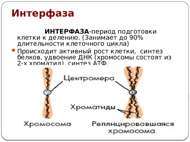 Интерфаза   ИНТЕРФАЗА -период подготовки клетки к делению. (Занимает до 90% длительности клеточного цикла) Происходит активный рост клетки, синтез белков, удвоение ДНК (хромосомы состоят из 2-х хроматид), синтез АТФ. 