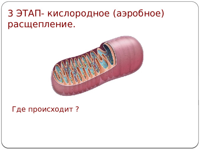 3 ЭТАП- кислородное (аэробное) расщепление. Где происходит ?  