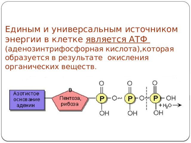 Единым и универсальным источником энергии в клетке является АТФ (аденозинтрифосфорная  кислота),которая образуется в результате окисления органических веществ .  