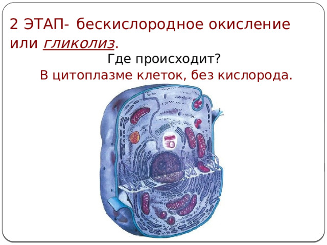 2 ЭТАП-  бескислородное окисление или гликолиз . Где происходит? В цитоплазме клеток, без кислорода.  