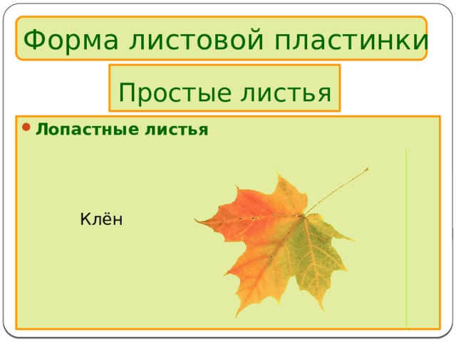Форма листовой пластинки Простые листья Лопастные листья      Клён 