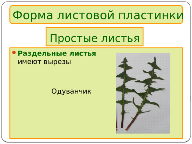 Форма листовой пластинки Простые листья Раздельные листья  имеют вырезы  Одуванчик 