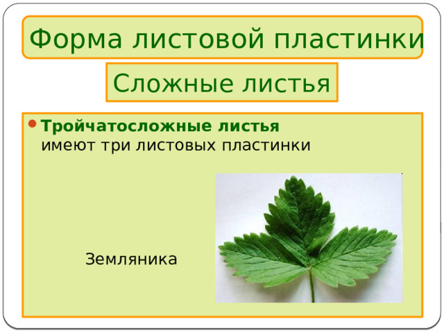 Форма листовой пластинки Сложные листья Тройчатосложные листья  имеют три листовых пластинки    Земляника 