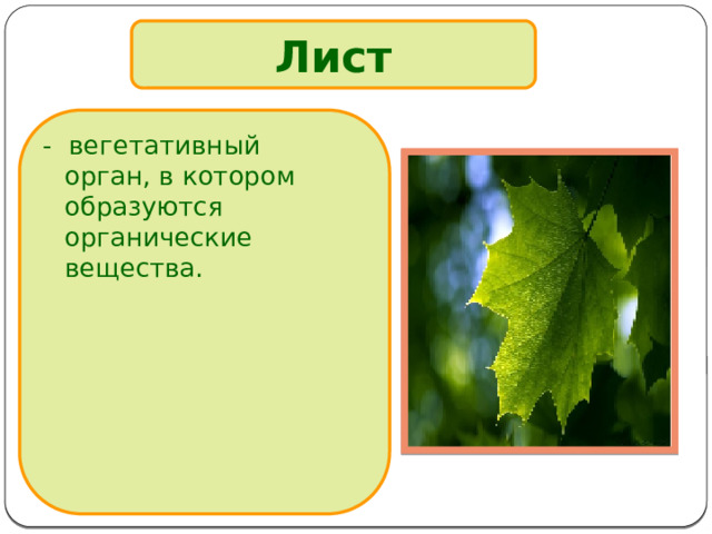 Лист - вегетативный орган, в котором образуются органические вещества. 