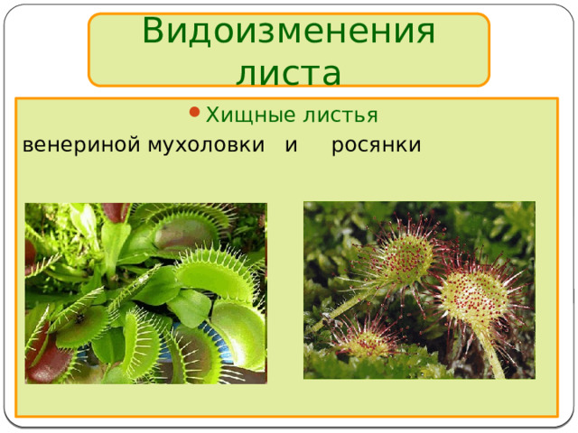 Видоизменения листа Хищные листья  венериной мухоловки и росянки 
