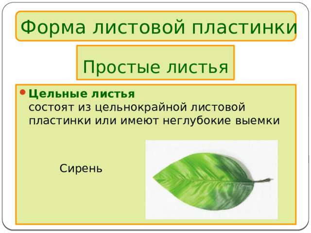 Форма листовой пластинки Простые листья Цельные листья  состоят из цельнокрайной листовой пластинки или имеют неглубокие выемки    Сирень 