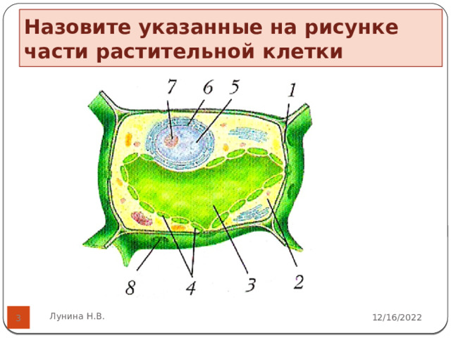 Назовите указанные на рисунке части растительной клетки Лунина Н.В. 12/16/2022  