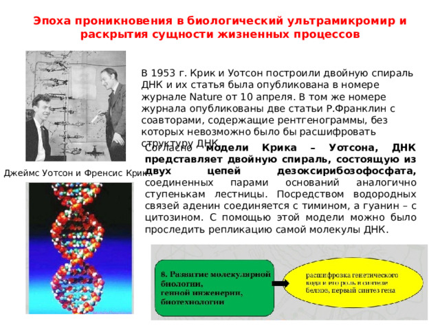 Эпоха проникновения в биологический ультрамикромир  и раскрытия  сущности жизненных процессов В 1953 г. Крик и Уотсон построили двойную спираль ДНК и их статья была опубликована в номере журнале Nature от 10 апреля. В том же номере журнала опубликованы две статьи Р.Франклин с соавторами, содержащие рентгенограммы, без которых невозможно было бы расшифровать структуру ДНК. Согласно модели Крика – Уотсона, ДНК представляет двойную спираль, состоящую из двух цепей дезоксирибозофосфата, соединенных парами оснований аналогично ступенькам лестницы. Посредством водородных связей аденин соединяется с тимином, а гуанин – с цитозином. С помощью этой модели можно было проследить репликацию самой молекулы ДНК. Джеймс Уотсон и Френсис Крик. 