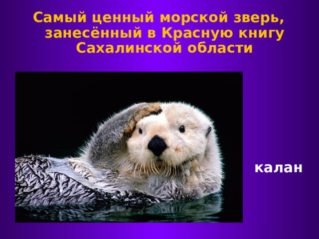 Самый ценный морской зверь, занесённый в Красную книгу Сахалинской области калан 