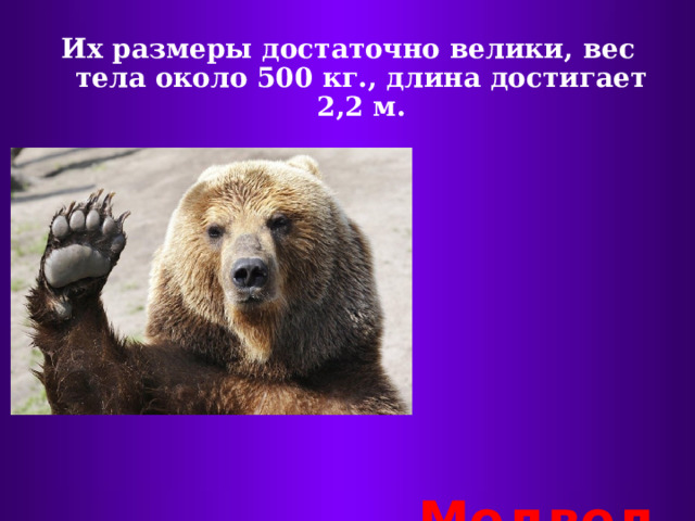 Их размеры достаточно велики, вес тела около 500 кг., длина достигает 2,2 м.  Медведь 