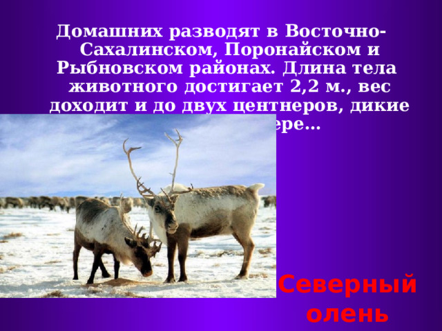 Домашних разводят в Восточно-Сахалинском, Поронайском и Рыбновском районах. Длина тела животного достигает 2,2 м., вес доходит и до двух центнеров, дикие живут на севере… Северный олень 