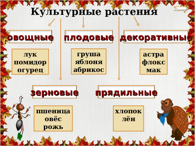 Культурные растения плодовые декоративные овощные груша яблоня абрикос лук помидор огурец астра флокс мак зерновые прядильные пшеница овёс рожь хлопок лён  