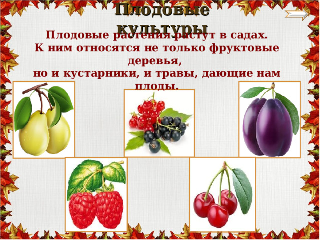  Плодовые культуры   Плодовые растения растут в садах. К ним относятся не только фруктовые деревья, но и кустарники, и травы, дающие нам плоды. 