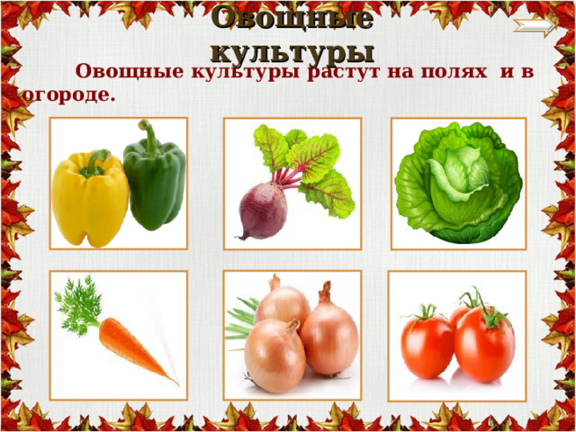  Овощные культуры    Овощные культуры растут на полях и в огороде. 