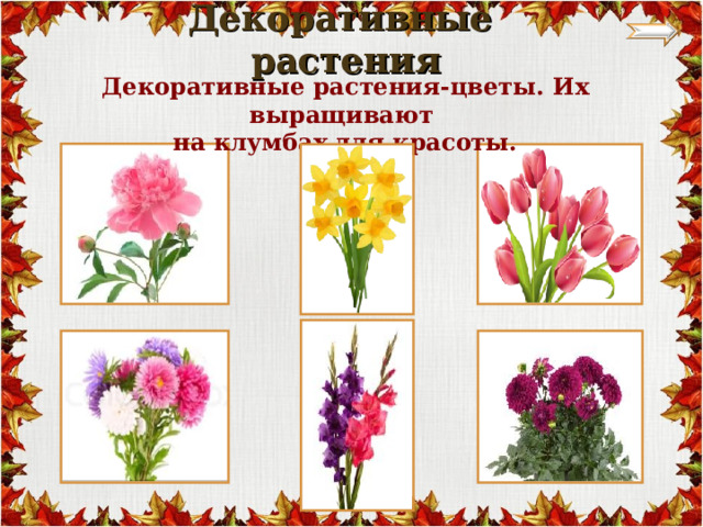  Декоративные растения   Декоративные растения-цветы. Их выращивают на клумбах для красоты. 