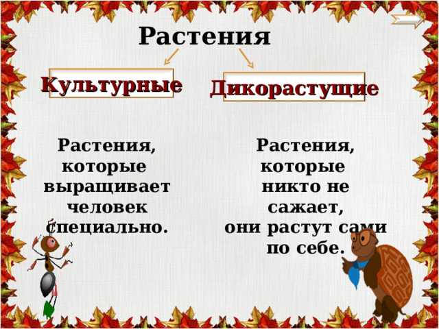 Растения Культурные Дикорастущие Растения, которые выращивает человек специально. Растения, которые никто не сажает, они растут сами по себе. 