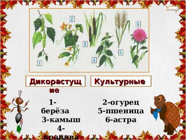 Окружающий мир дикорастущие культурные растения 2 класс