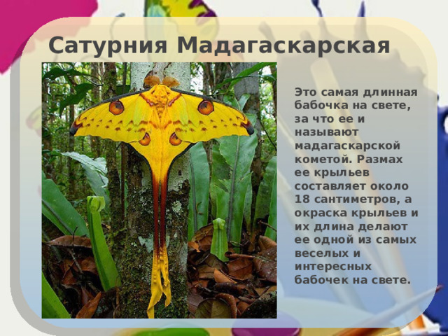 Сатурния Мадагаскарская Это самая длинная бабочка на свете, за что ее и называют мадагаскарской кометой. Размах ее крыльев составляет около 18 сантиметров, а окраска крыльев и их длина делают ее одной из самых веселых и интересных бабочек на свете. 