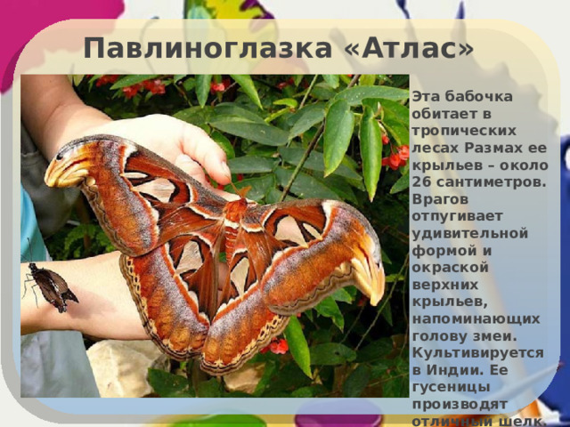 Павлиноглазка «Атлас» Эта бабочка обитает в тропических лесах Размах ее крыльев – около 26 сантиметров. Врагов отпугивает удивительной формой и окраской верхних крыльев, напоминающих голову змеи. Культивируется в Индии. Ее гусеницы производят отличный шелк. 