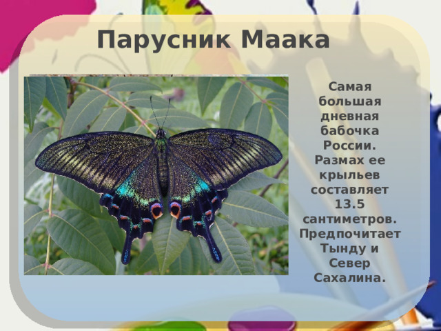 Парусник Маака Самая большая дневная бабочка России. Размах ее крыльев составляет 13.5 сантиметров. Предпочитает Тынду и Север Сахалина. 