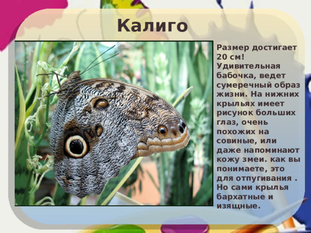 Калиго  Размер достигает 20 см! Удивительная бабочка, ведет сумеречный образ жизни. На нижних крыльях имеет рисунок больших глаз, очень похожих на совиные, или даже напоминают кожу змеи. как вы понимаете, это для отпугивания . Но сами крылья бархатные и изящные. 