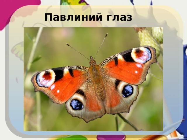 Павлиний глаз  