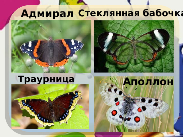 Бабочка траурница рисунок