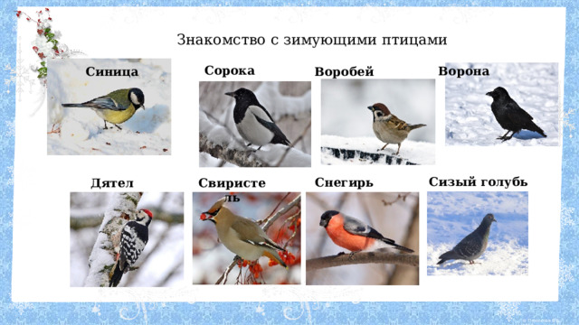 Знакомство с зимующими птицами Сорока Ворона Синица Воробей Сизый голубь Снегирь Свиристель Дятел 