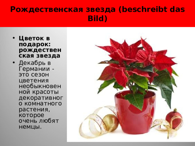 Рождественская звезда (beschreibt das Bild) Цветок в подарок: рождественская звезда Декабрь в Германии - это сезон цветения необыкновенной красоты декоративного комнатного растения, которое очень любят немцы. 