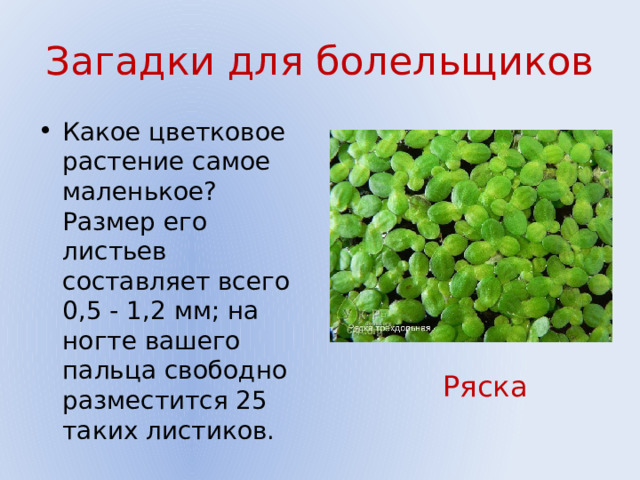 Какой тип питания характерен для ряски изображенной на рисунке обоснуйте свой ответ