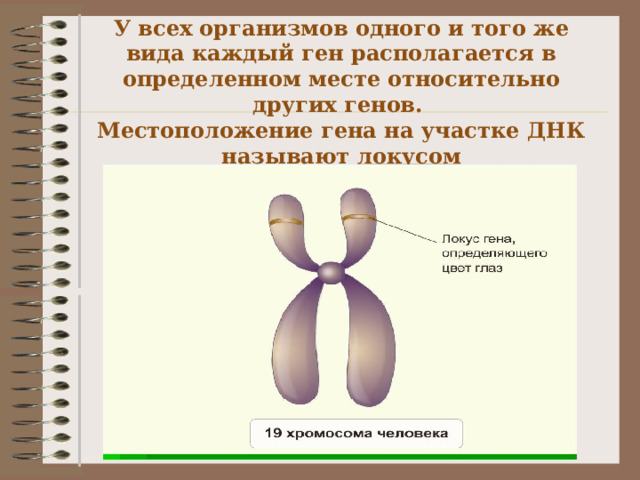 Презентация "Наследственность"