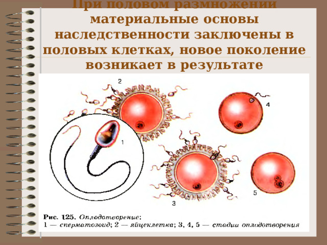 Закономерности наследования 10 класс презентация