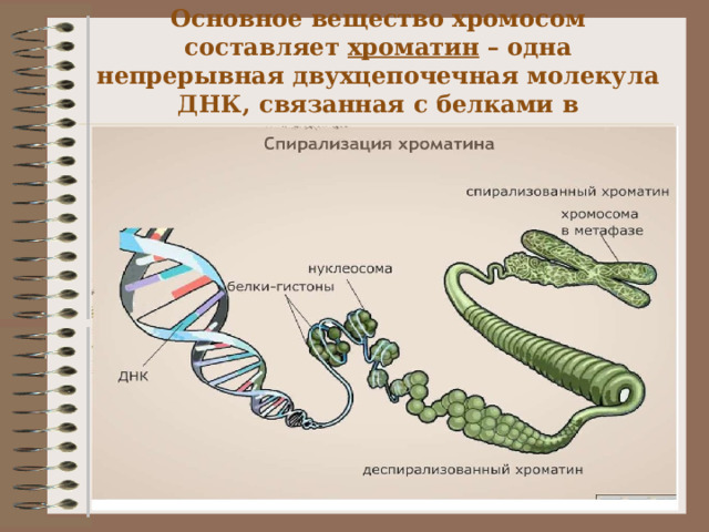 Основные закономерности наследования признаков у организмов 9 класс презентация пономарева