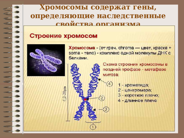 Гены определяющие