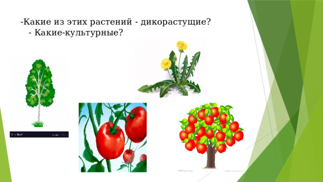 -Какие из этих растений - дикорастущие?  - Какие-культурные?   