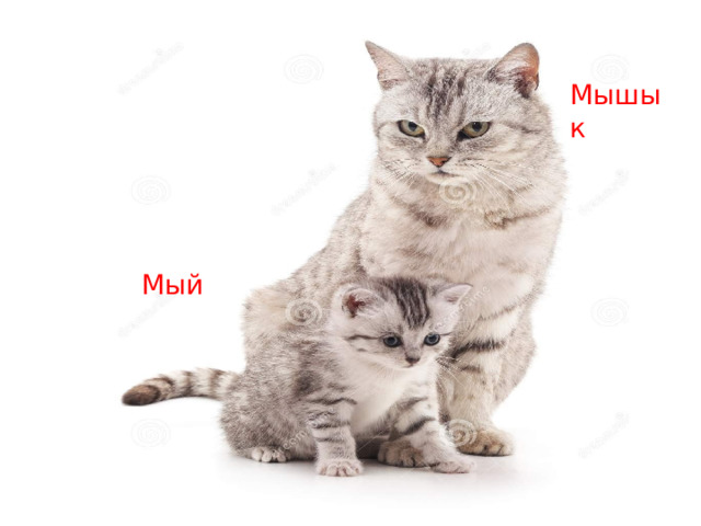 Мышык Мый 