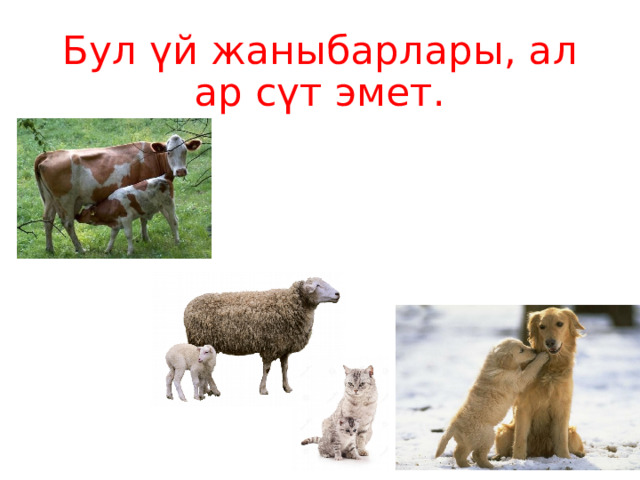 Бул үй жаныбарлары, алар сүт эмет. 